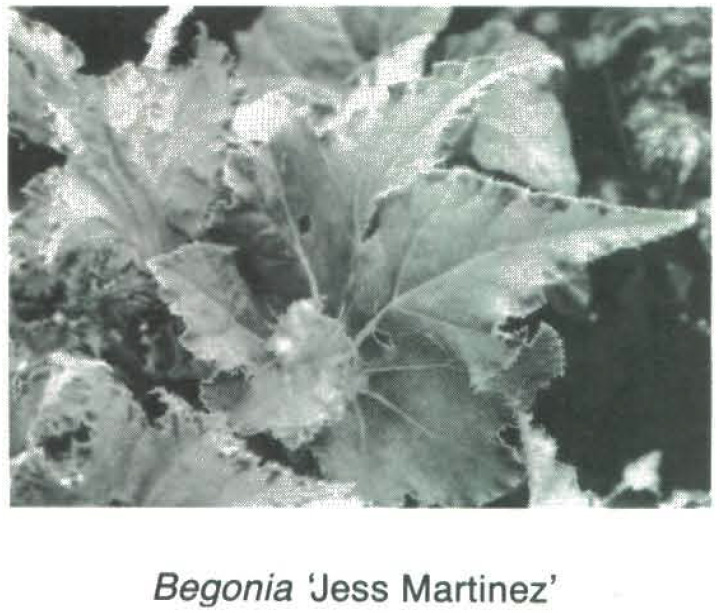 B. ‘Jess Martinez’